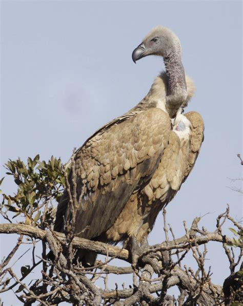 Vultures join 'red list' of critically endangered species in Africa - The Portland Press Herald ...