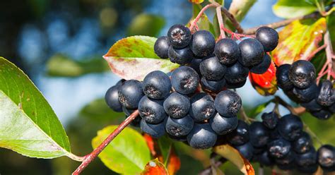 Aronia Berries: One of the Most Powerful Superfoods | Shoreline Fruit