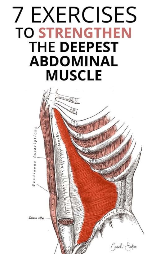 7 Best Transverse Abdominis Activation Exercises