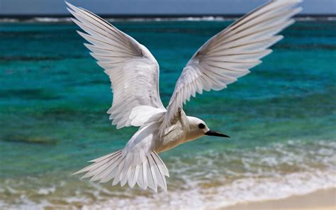 10 Most Beautiful Flying Birds New HD Wallpapers 2014 | Beautiful And Dangerous Animals/Birds Hd ...