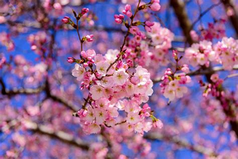 Celebrate Cherry Blossom Festival in Shillong this year | Times of ...