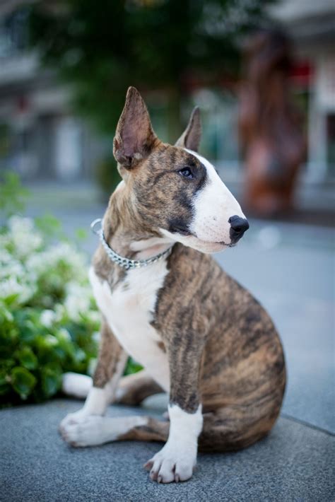 Bull Terrier - GoodHousekeeping.com | Large dog breeds, Best large dog breeds, Mini bull terriers