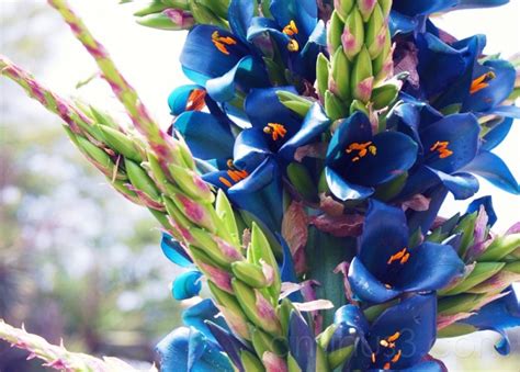 Blue cactus flowers - Plant & Nature Photos - Carolyn's Photoblog