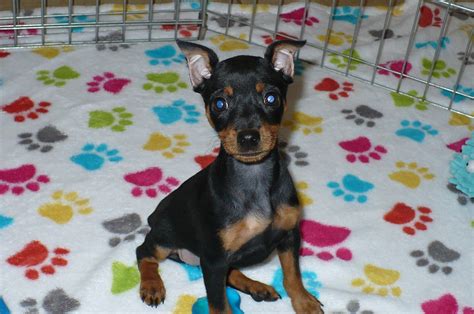 Buy Minature Pinscher Puppies | Buy Puppies in Tucson with The Paw Palace