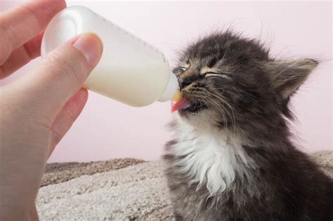 The Complete Guide to Bottle Feeding Kittens - Cats.com