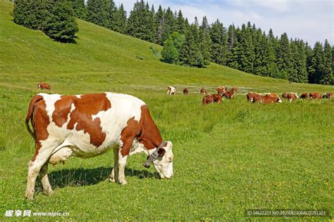 奶牛养殖场摄影图__家禽家畜_生物世界_摄影图库_昵图网