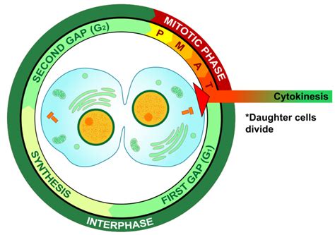 4.13 Mitosis and Cytokinesis – Human Biology