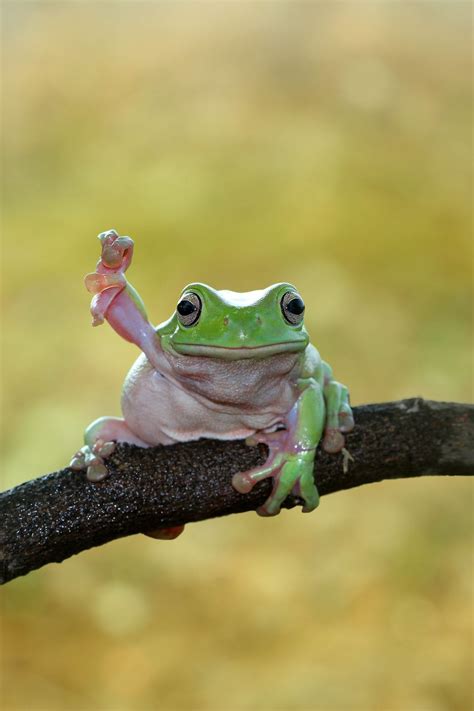 Dumpy frog | Pet frogs, Funny frogs, Frog