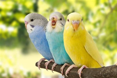 5 signs your bird is happy