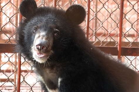 Moon Bear Cub in Tiny Cage Is Rescued from Traffickers