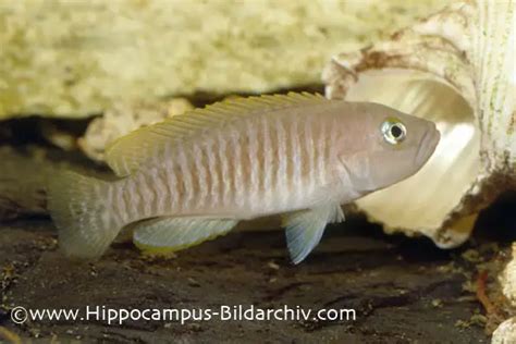 Neolamprologus multifasciatus — Seriously Fish