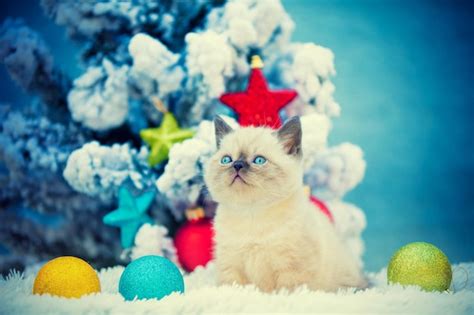 Premium Photo | Cute kitten sitting in snow near fir tree with ...