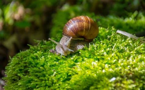 Can a Snail Survive a Broken Shell? | Other Peoples Pets