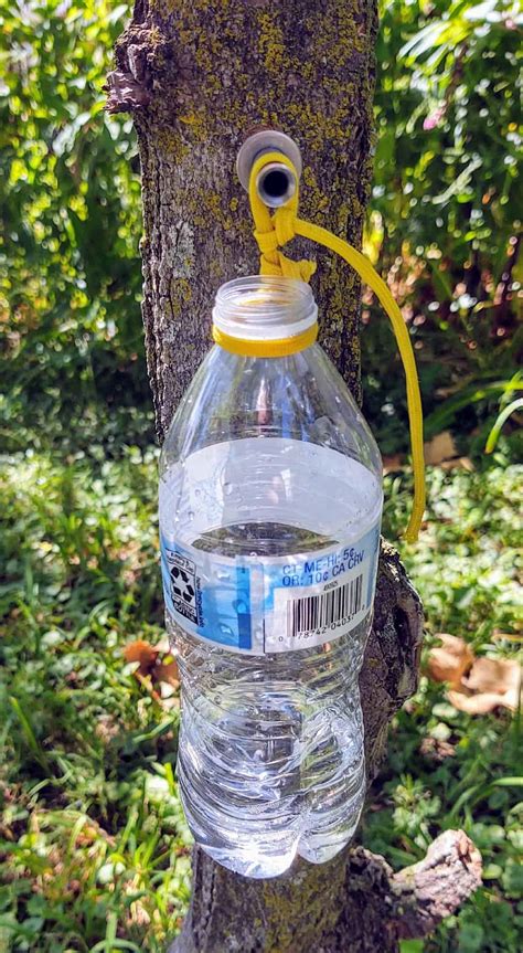 Tree Spile: Find Water From Trees In Survival Situations - Survival Cache