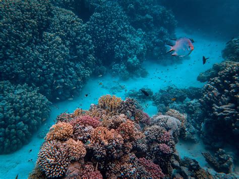 Coral Reef Restoration in the Virgin Islands - Dolphin Water Taxi