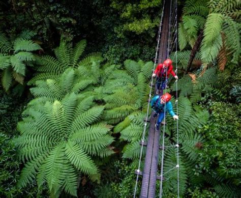 Rotorua Zipline Canopy Adventure Eco Forest Tours