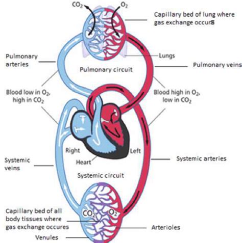 Human Circulatory System Diagram Labeled Basic