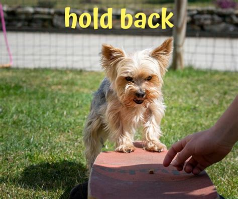 The phrasal verb – hold back Meaning... - Phrase Up English