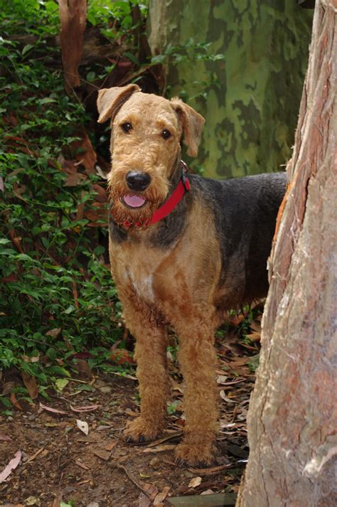 Airedale Terrier Mixed With Pitbull - Pets Lovers