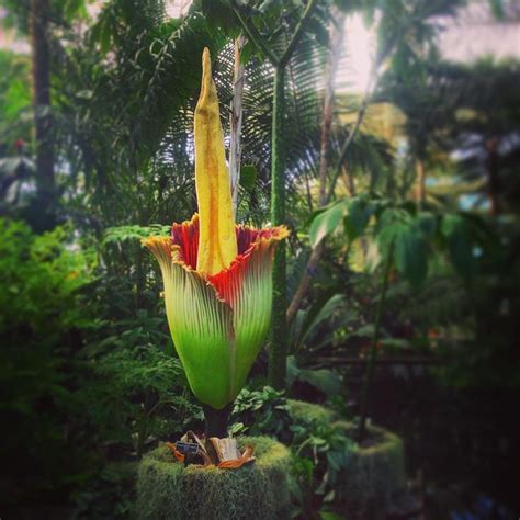 Thousands Flock to New York's Rare Corpse Flower | artnet News