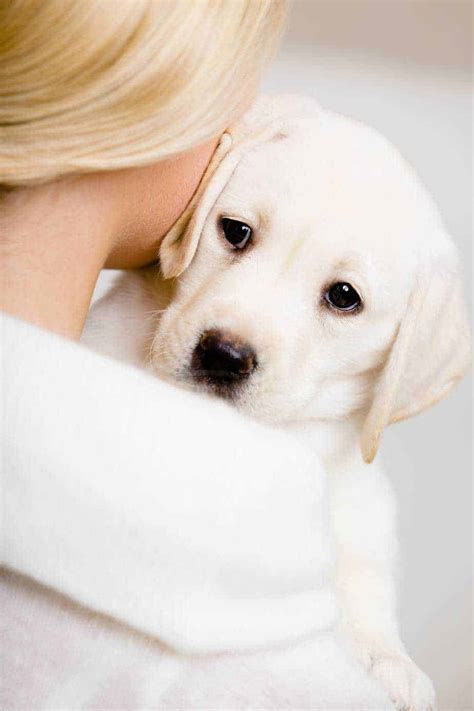 Dogs love owners and show their true affection by staring, snuggling