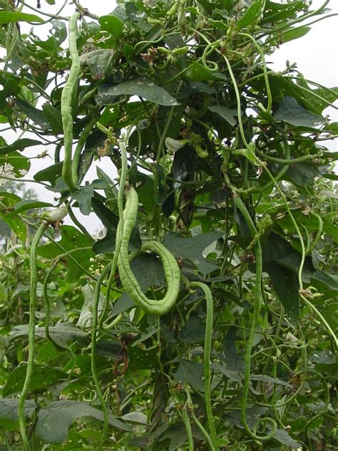 Sukhothai Yard-long bean plant - World Crops Database