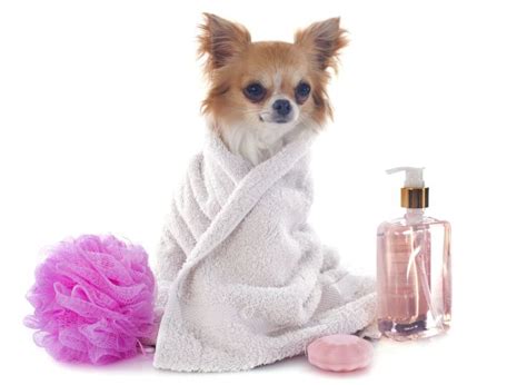 Pet Spa, Grooming, & Treatments | Pawversity