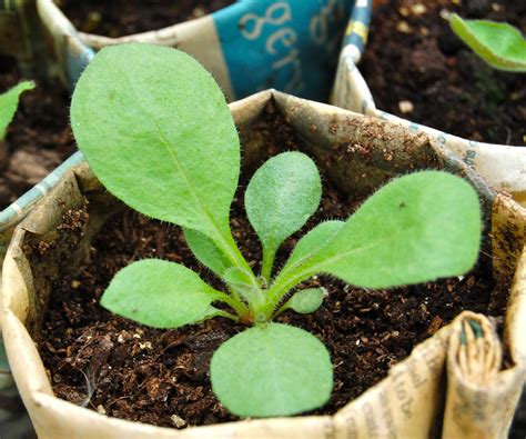 Rudbeckia seedling – Higgledy Garden