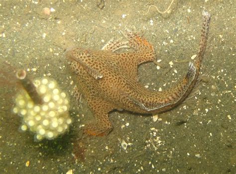 Australian endangered species: Spotted Handfish