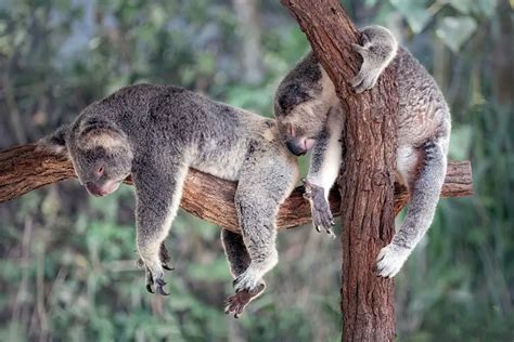 The Koala Brain: Are Koalas Dumb?