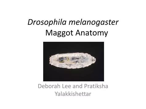 PPT - Drosophila melanogaster Maggot Anatomy PowerPoint Presentation, free download - ID:5771885