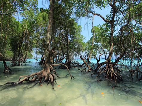 Get to know these stunning mangroves in India | Times of India Travel