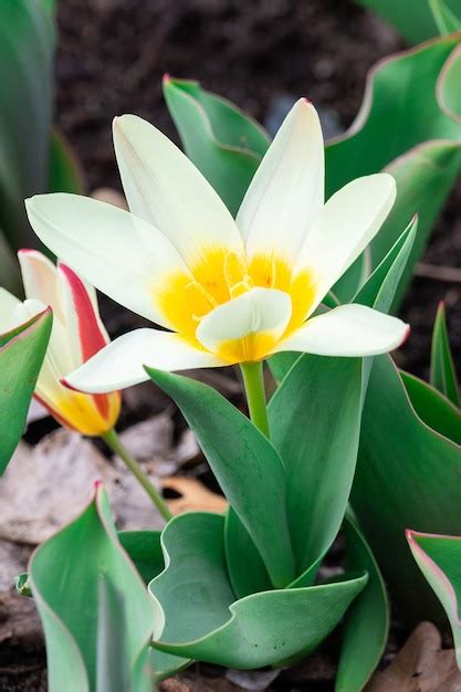 Premium Photo | Flower white botanical tulip