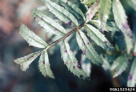 Alternaria black molds / stem cankers (Genus Alternaria)