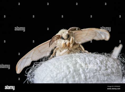 Silk moth on a white silk cocoon against black background Stock Photo ...