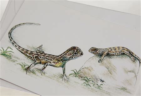 Grassland Earless Dragon greeting card Australian wildlife art, reptile, lizard | Wildlife art ...