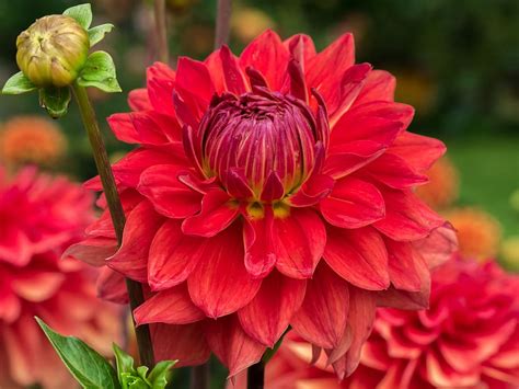 Paling Bagus 20+ Bunga Dahlia Merah - Gambar Bunga Indah