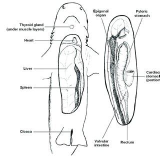 (PDF) Necropsy Methods and Procedures for Elasmobranchs