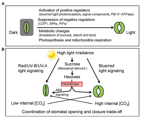 Frontiers | Light-Mediated Signaling and Metabolic Changes Coordinate Stomatal Opening and Closure