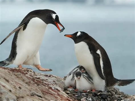 Gentoo Penguin Facts for Kids - Fun Facts and Information • Kids ...