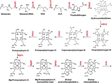 Chlorophyll Biosynthesis in Higher Plants | SpringerLink