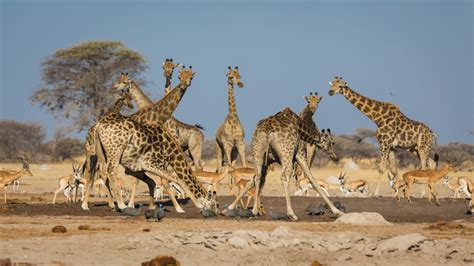 Kalahari Adventure Safari | Made in Africa Tours and Safaris