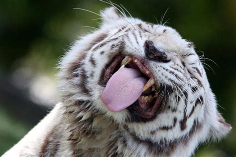 Funny White Tiger - Pets Cute and Docile