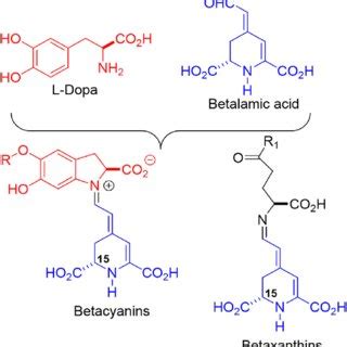 Betanin decomposition by heating and hydrolysis. | Download Scientific ...