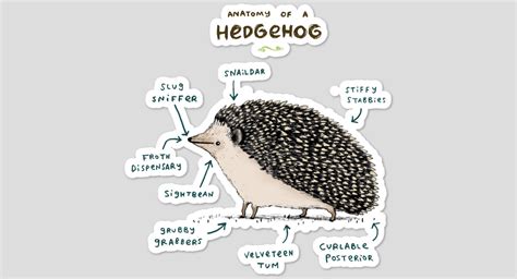 Anatomy Of A Hedgehog Sticker By SophieCorrigan Design By Humans