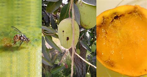 4 Proven Methods To Prevent & Control Mango Fruit Flies - SMGE