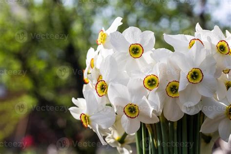 Bouquet of small white daffodil 8002028 Stock Photo at Vecteezy