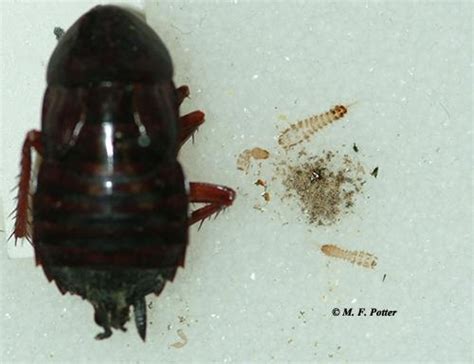 8 Pics Carpet Beetle Eggs Pictures And View - Alqu Blog