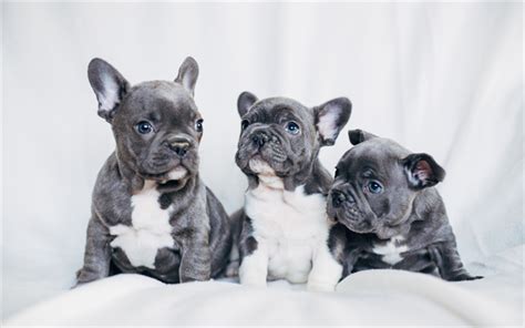 Download wallpapers French Bulldog, gray puppies, small dogs, pets ...