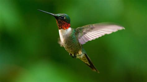 Marvel at the resplendent beauty of the Ruby-throated Hummingbird, eastern North America’s only ...